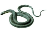 GRASS SNAKE  FEMALE