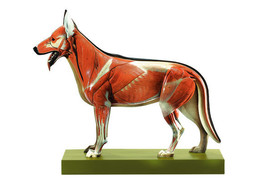 MODEL OF A SHEEP-DOG