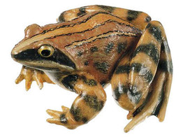 GRENOUILLE DES CHAMPS   RANA ARVALIS - SOMSO - ZOS 1019