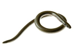 SLOW WORM  FEMALE