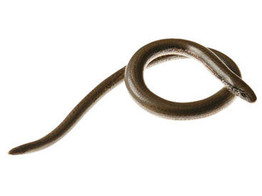 SLOW WORM