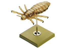 HEADLOUSE