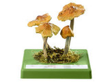 Inocybe fastigiata - SOMSO - Bo167