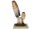 COPRINUS COMATUS  MOLL. EX FR.  S. F. GRAY.