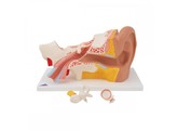 EAR MODEL  3 TIMES LIFE SIZE  4 PART   E10  1000250 