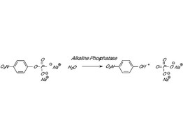 Phosphatase  1KU  5-20 mg/ml