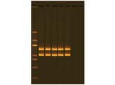 ERFORSCHUNG DER MENSCHLICHEN HERKUNFT DURCH PCR-AMPLIFIKATION DER MITOCHONDRIALEN DNA- EDVOTEK - 332