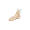 VOETSKELET MET TIBIA EN FIBULA - X-RAY PHANTOM  TRANSPARENT - 7230