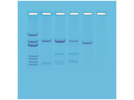 DNA PATERNITY TESTING SIMULATION