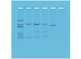 DNA VADERSCHAPSTEST - EDVOTEK EXPERIMENT-114