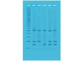 IDENTIFIZIERUNG VON GENTECHNISCH VERANDERTEN LEBENSMITTELN MITTELS PCR