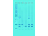 PCR-IDENTIFIZIERUNG VON GMOS IN LEBENSMITTELN