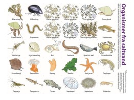 SALTWATER ORGANISMS  MAGNETIC MODELS