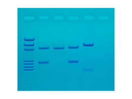 DNA-VINGERAFDRUKKEN DOOR PCR-AMPLIFICATIE - EDVOTEK - 130