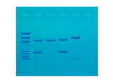 EMPREINTE GENETIQUE PAR AMPLIFICATION PCR - EDVOTEK - 130