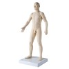 ACUPUNTUUR FIGUUR MANNELIJK - 1000378