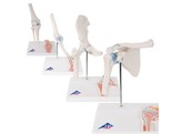 SET  GEWRICHTEN MINI ANATOMISCHE MODELLEN