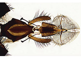 ENSEMBLE DE BASE DE SPECIMENS BOTANIQUES ET ZOOLOGIQUES