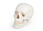 SKULL MODEL  3 PARTS - EZ AUGMENTED ANATOMY