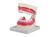 ORAL HYGIENE MODEL 1.5 TIMES LIFE SIZE