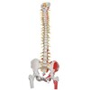 VERTEBRAL COLUMN WITH MUSCLE INDICATOR