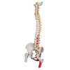 VERTEBRAL COLUMN WITH MUSCLE INDICATOR