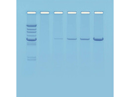 EINFUHRUNG DER PCR - EDVOTEK-EXPERIMENT