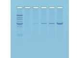 EINFUHRUNG DER PCR - EDVOTEK-EXPERIMENT