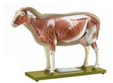 ECORCHE DE MOUTON - ZO22