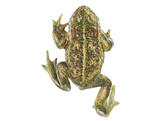 CRAPAUD CALAMITE- SOMSO - ZOS1014