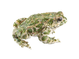 GREEN TOAD  MALE