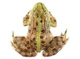 MARSH FROG