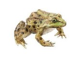 MARSH FROG