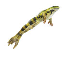 JUMPING EDIBLE FROG  ZOS 1023/2