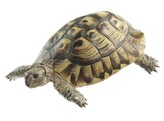 SCHILDPAD - HERMANNI - SOMSO -  ZOS1025/1