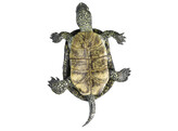 TORTUE BOURBEUSE  MALE - SOMSO ZOS 1025