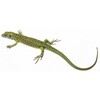 GREEN LIZARD  HALF-GROWN   FEMALE