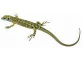 GREEN LIZARD  HALF-GROWN   FEMALE