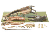 EUROPEAN CRAYFISH OR NOBLE CRAYFISH