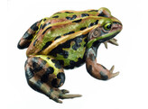 KLEINER WASSERFROSCH  MANNCHEN - MIT MITTELSTREIFEN PELOPHYLAX LESSONAE