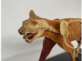 ANATOMICAL MODEL OF A CATMUSCULAR/SKELETON/ORGANS