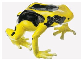 DYEING POISON DART FROG  DENDROBATES TINCTORIUS   REGINA   FEMALE