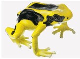 DYEING POISON DART FROG  DENDROBATES TINCTORIUS   REGINA   FEMALE