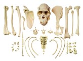 COLLECTION OF TYPICAL CHIMPANZEE BONES