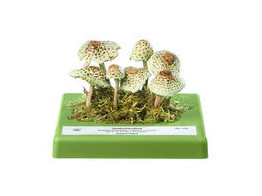 Lepiota cristata - SOMSO - Bo172