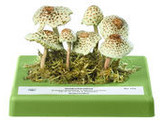 Lepiota cristata - SOMSO - Bo172