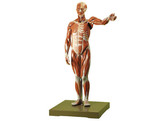MALE MUSCLE FIGURE  ABOUT 1/2 NATURAL SIZE
