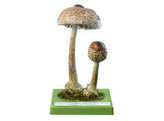 MACROLEPIOTA RHACODES  VITT.  SING. - SOMSO - BO171