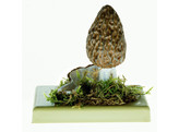 Morchella conica - SOMSO - Bo151