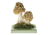 MORCHELLA ESCULENTA - SOMSO BOS 152